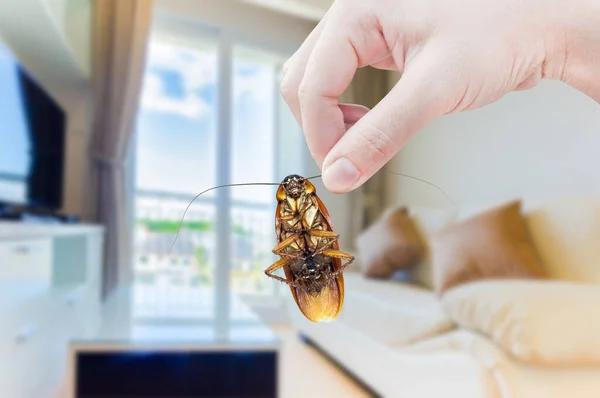 Cockroach Control Sydney: Effective and Affordable