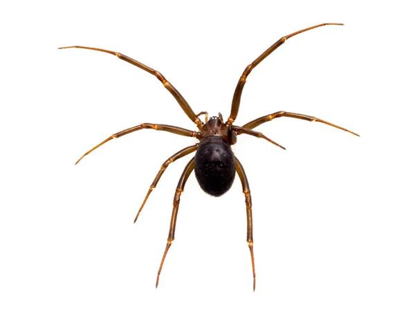 From Fear to Peace of Mind: Transforming Your Space with Spider Pest Control in Sydney